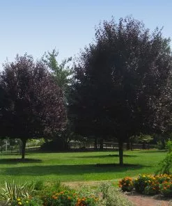 Brighter Blooms Thundercloud Plum Tree