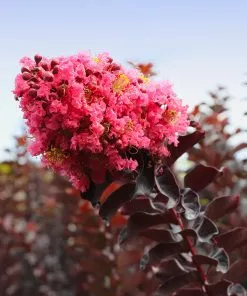 Brighter Blooms Thunderstruck™ Coral Boom™ Crape Myrtle Flowering Trees 5 Brighter Blooms Thunderstruck™ Coral Boom™ Crape Myrtle Flowering Trees