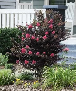 Brighter Blooms Thunderstruck™ Coral Boom™ Crape Myrtle Flowering Trees