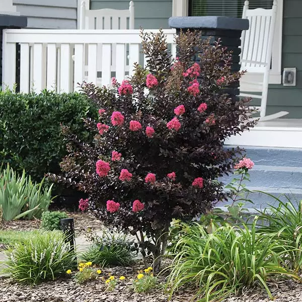 Brighter Blooms Thunderstruck™ Coral Boom™ Crape Myrtle Flowering Trees 1 Brighter Blooms Thunderstruck™ Coral Boom™ Crape Myrtle Flowering Trees