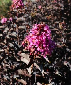 Brighter Blooms Flowering Trees Thunderstruck™ Lavender Blast™ Crape Myrtle 5 Brighter Blooms Flowering Trees Thunderstruck™ Lavender Blast™ Crape Myrtle