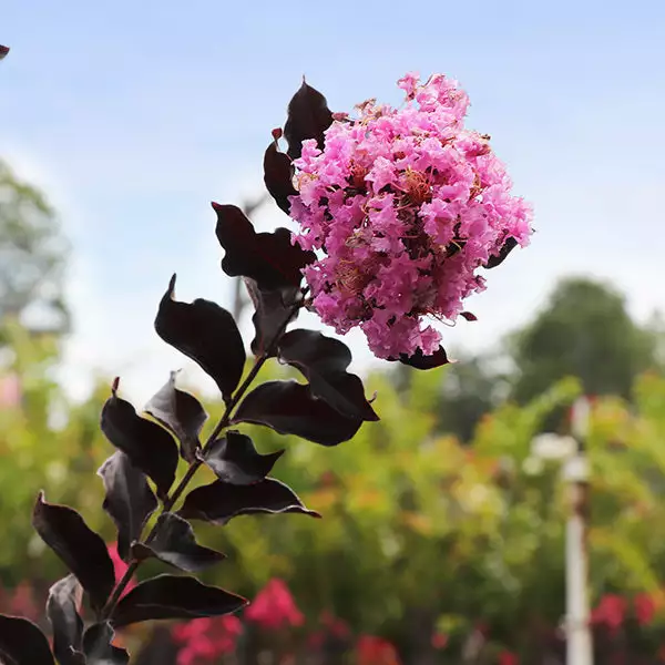 Brighter Blooms Flowering Trees Thunderstruck™ Lavender Blast™ Crape Myrtle 1 Brighter Blooms Flowering Trees Thunderstruck™ Lavender Blast™ Crape Myrtle