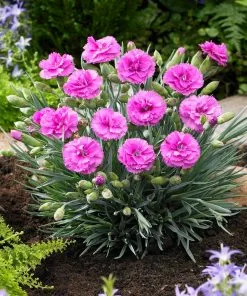 Brighter Blooms Scent First® Tickled Pink Dianthus Perennials 6 Brighter Blooms Scent First® Tickled Pink Dianthus Perennials