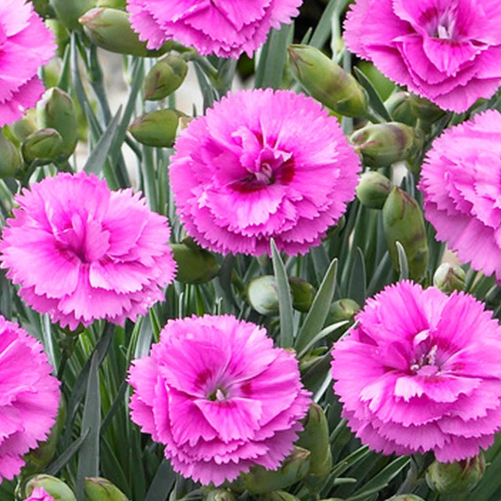 Brighter Blooms Scent First® Tickled Pink Dianthus Perennials 2 Brighter Blooms Scent First® Tickled Pink Dianthus Perennials