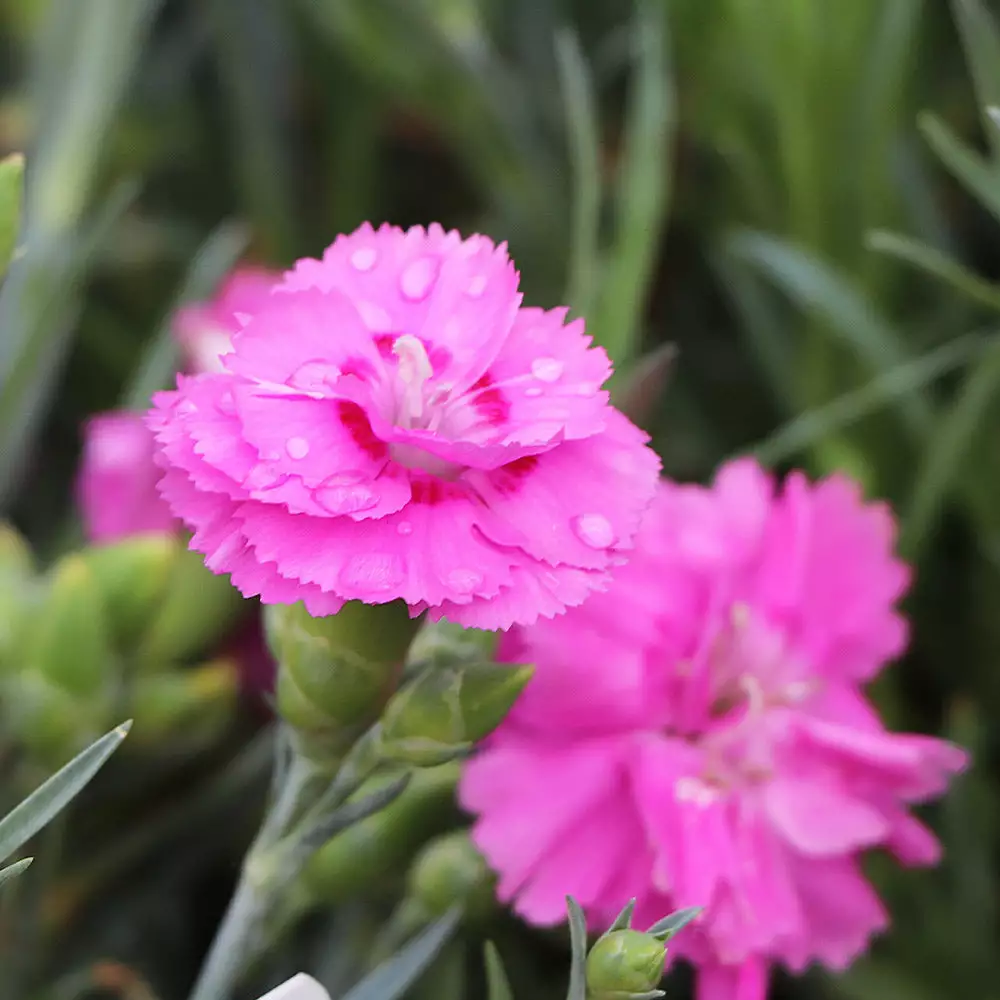 Brighter Blooms Scent First® Tickled Pink Dianthus Perennials 4 Brighter Blooms Scent First® Tickled Pink Dianthus Perennials