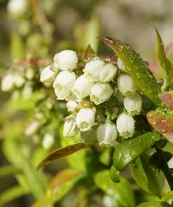 Brighter Blooms Fruit Trees Tifblue Blueberry Bush 7 Brighter Blooms Fruit Trees Tifblue Blueberry Bush