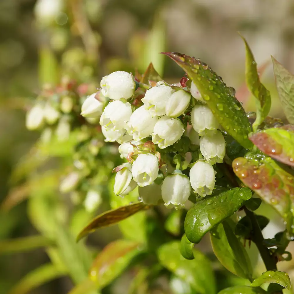 Brighter Blooms Fruit Trees Tifblue Blueberry Bush 3 Brighter Blooms Fruit Trees Tifblue Blueberry Bush