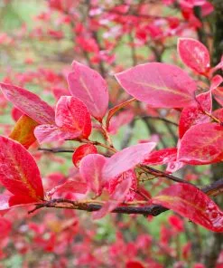 Brighter Blooms Fruit Trees Tifblue Blueberry Bush 8 Brighter Blooms Fruit Trees Tifblue Blueberry Bush