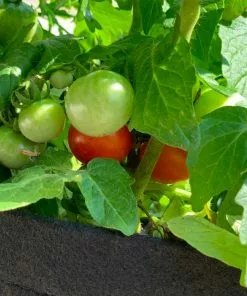 Brighter Blooms House & Patio Patio Tomato Garden