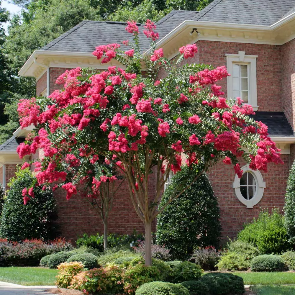 Brighter Blooms Flowering Trees Tonto Red Crape Myrtle Tree 2 Brighter Blooms Flowering Trees Tonto Red Crape Myrtle Tree