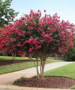 Brighter Blooms Flowering Trees Tonto Red Crape Myrtle Tree 8 Brighter Blooms Flowering Trees Tonto Red Crape Myrtle Tree