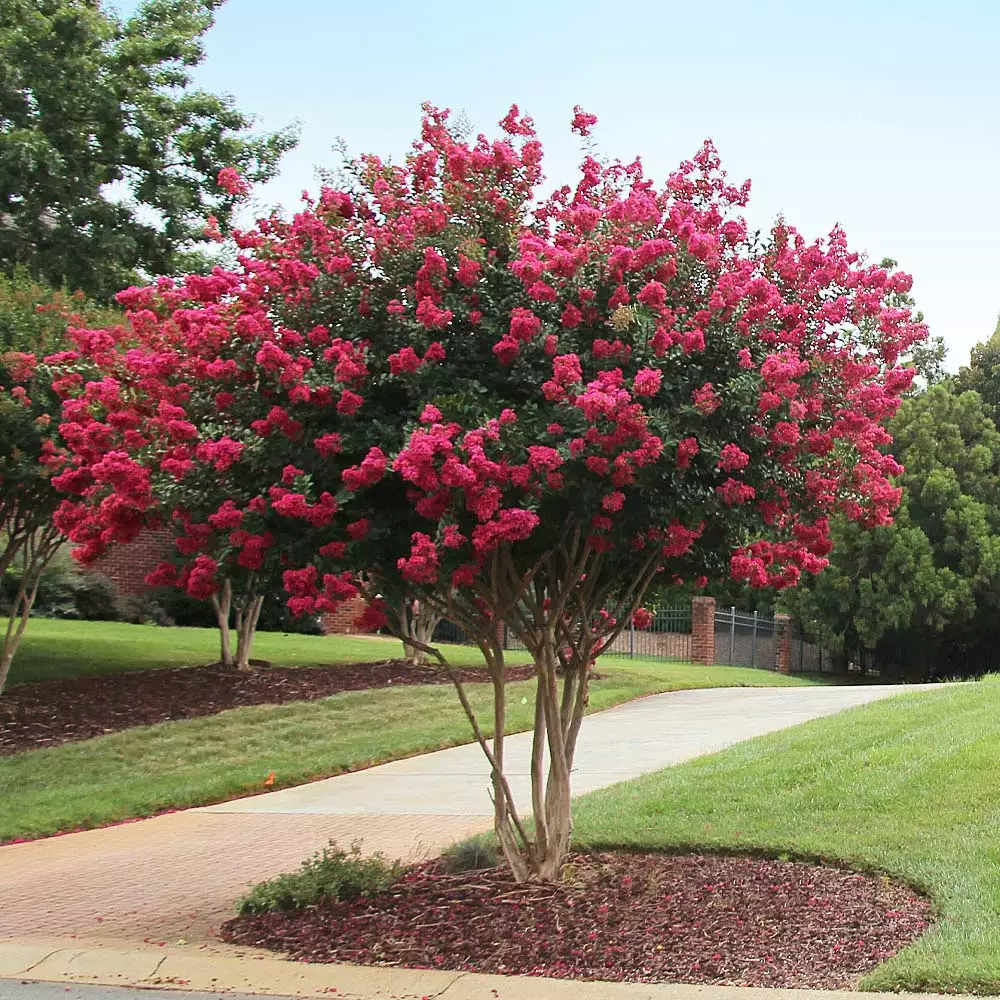 Brighter Blooms Flowering Trees Tonto Red Crape Myrtle Tree 3 Brighter Blooms Flowering Trees Tonto Red Crape Myrtle Tree