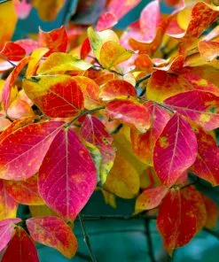Brighter Blooms Flowering Trees Tonto Red Crape Myrtle Tree 11 Brighter Blooms Flowering Trees Tonto Red Crape Myrtle Tree