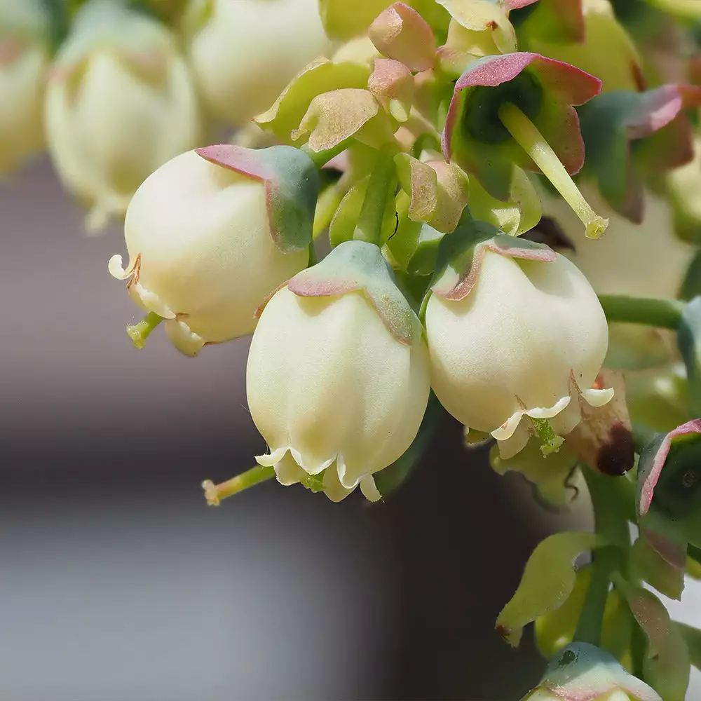 Brighter Blooms Blueberry Bushes Top Hat Blueberry Bush 5 Brighter Blooms Blueberry Bushes Top Hat Blueberry Bush