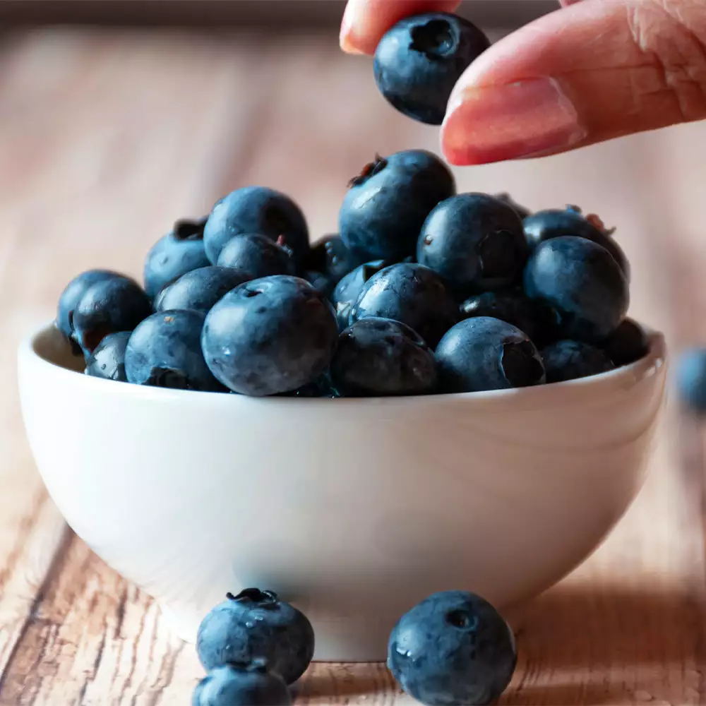 Brighter Blooms Blueberry Bushes Top Hat Blueberry Bush 3 Brighter Blooms Blueberry Bushes Top Hat Blueberry Bush