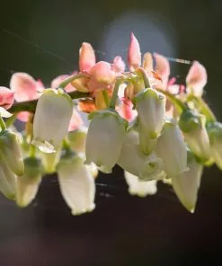Brighter Blooms Toro Blueberry Bush Blueberry Bushes