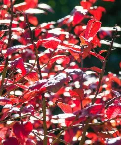 Brighter Blooms Toro Blueberry Bush Blueberry Bushes