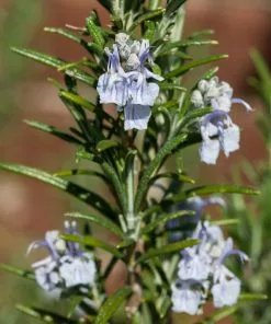 Brighter Blooms Creeping Rosemary SHOP ALL