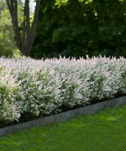 Brighter Blooms Tri-Color Willow Shrub Shrubs & Hedges 7 Brighter Blooms Tri-Color Willow Shrub Shrubs & Hedges