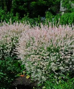 Brighter Blooms Tri-Color Willow Shrub Shrubs & Hedges