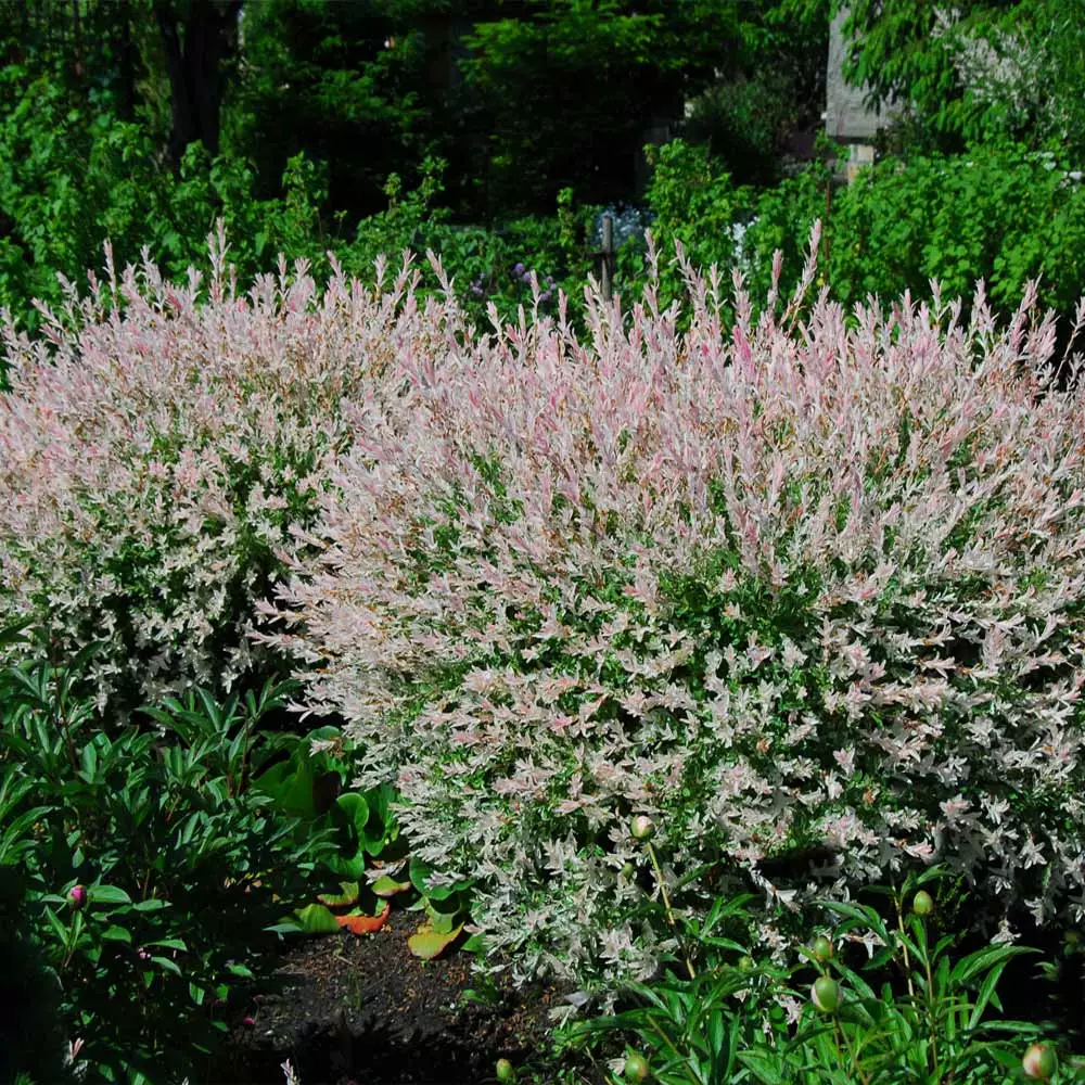 Brighter Blooms Tri-Color Willow Shrub Shrubs & Hedges 2 Brighter Blooms Tri-Color Willow Shrub Shrubs & Hedges