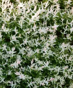 Brighter Blooms Tri-Color Willow Shrub Shrubs & Hedges 8 Brighter Blooms Tri-Color Willow Shrub Shrubs & Hedges