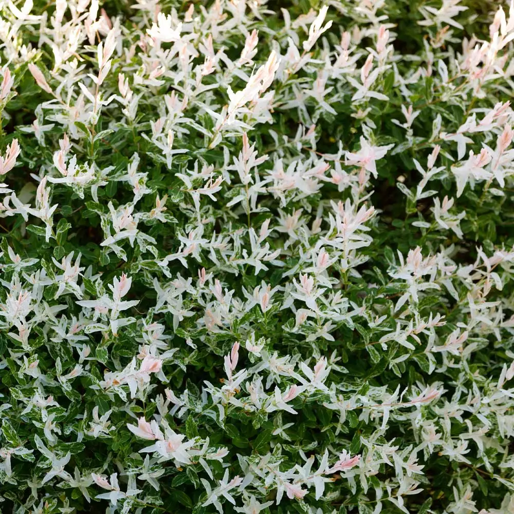 Brighter Blooms Tri-Color Willow Shrub Shrubs & Hedges 4 Brighter Blooms Tri-Color Willow Shrub Shrubs & Hedges