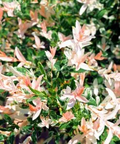 Brighter Blooms Tri-Color Willow Shrub Shrubs & Hedges 9 Brighter Blooms Tri-Color Willow Shrub Shrubs & Hedges