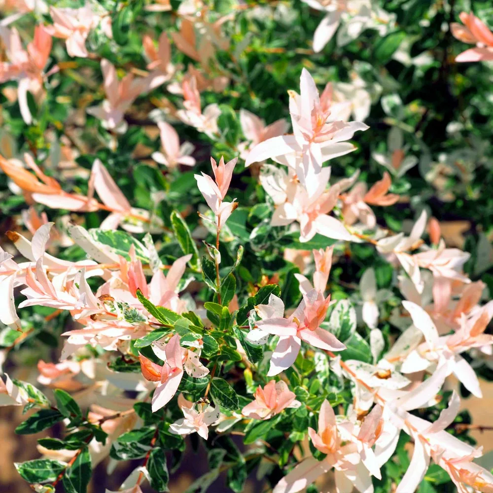 Brighter Blooms Tri-Color Willow Shrub Shrubs & Hedges 5 Brighter Blooms Tri-Color Willow Shrub Shrubs & Hedges