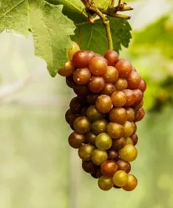 Brighter Blooms Fruit Trees Triumph Grape Vine 5 Brighter Blooms Fruit Trees Triumph Grape Vine