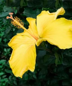Brighter Blooms Yellow Tropical Hibiscus Tree Flowering Trees 6 Brighter Blooms Yellow Tropical Hibiscus Tree Flowering Trees