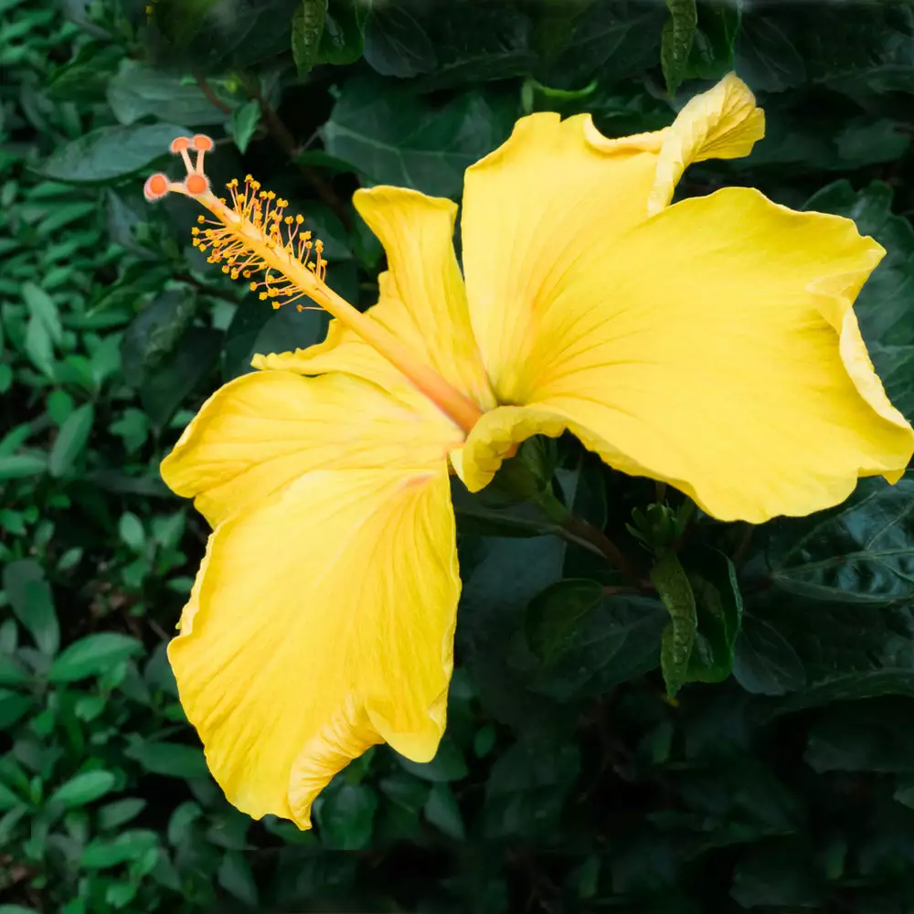 Brighter Blooms Yellow Tropical Hibiscus Tree Flowering Trees 3 Brighter Blooms Yellow Tropical Hibiscus Tree Flowering Trees