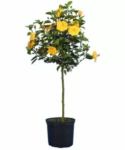 Brighter Blooms Yellow Tropical Hibiscus Tree Flowering Trees 7 Brighter Blooms Yellow Tropical Hibiscus Tree Flowering Trees