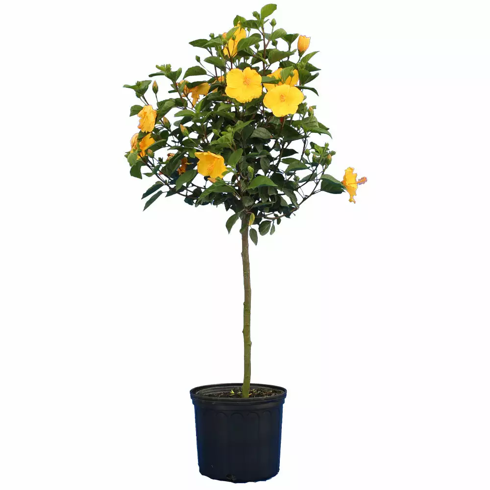 Brighter Blooms Yellow Tropical Hibiscus Tree Flowering Trees 4 Brighter Blooms Yellow Tropical Hibiscus Tree Flowering Trees