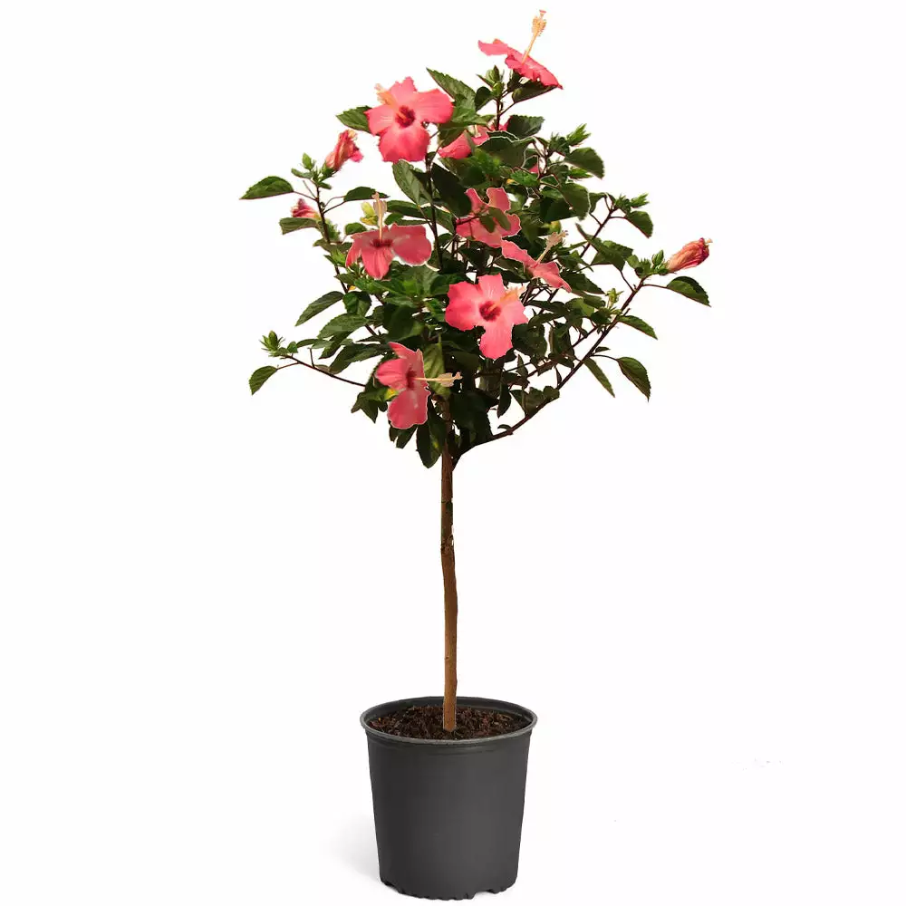Brighter Blooms Pink Tropical Hibiscus Tree 5 Brighter Blooms Pink Tropical Hibiscus Tree