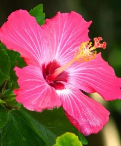 Brighter Blooms Pink Tropical Hibiscus Tree 7 Brighter Blooms Pink Tropical Hibiscus Tree