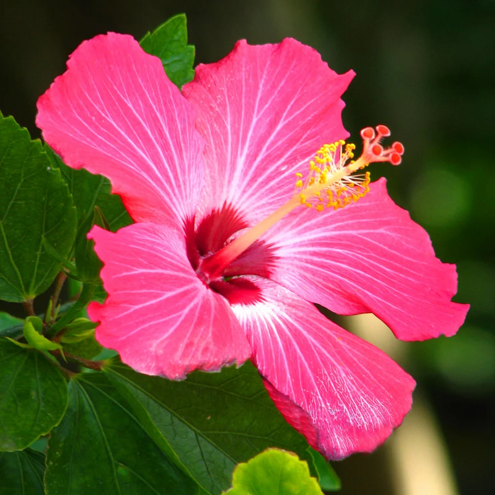 Brighter Blooms Pink Tropical Hibiscus Tree 3 Brighter Blooms Pink Tropical Hibiscus Tree