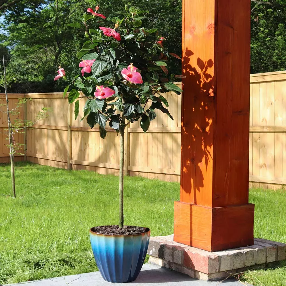 Brighter Blooms Pink Tropical Hibiscus Tree 2 Brighter Blooms Pink Tropical Hibiscus Tree