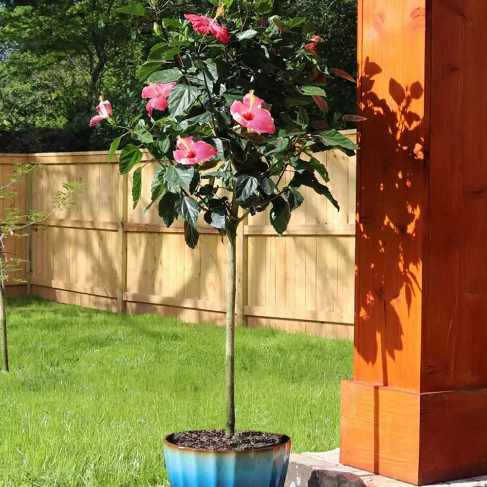 Brighter Blooms Pink Tropical Hibiscus Tree 1 Brighter Blooms Pink Tropical Hibiscus Tree