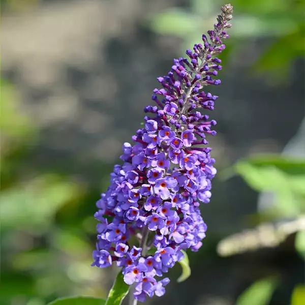 Brighter Blooms True Blue Butterfly Bush (Tree Form) 1 Brighter Blooms True Blue Butterfly Bush (Tree Form)