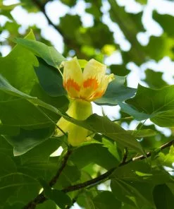 Brighter Blooms Flowering Trees Tulip Poplar Tree 8 Brighter Blooms Flowering Trees Tulip Poplar Tree