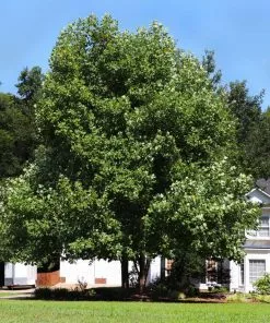 Brighter Blooms Flowering Trees Tulip Poplar Tree 7 Brighter Blooms Flowering Trees Tulip Poplar Tree