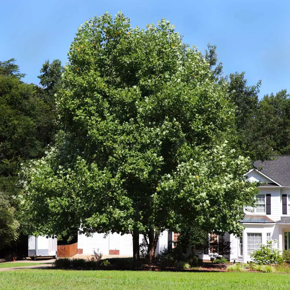 Brighter Blooms Flowering Trees Tulip Poplar Tree 3 Brighter Blooms Flowering Trees Tulip Poplar Tree