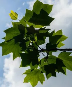 Brighter Blooms Flowering Trees Tulip Poplar Tree 9 Brighter Blooms Flowering Trees Tulip Poplar Tree