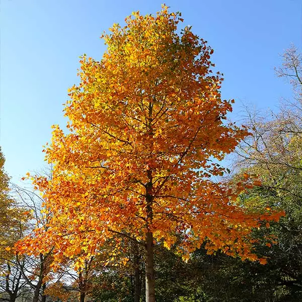 Brighter Blooms Flowering Trees Tulip Poplar Tree 1 Brighter Blooms Flowering Trees Tulip Poplar Tree