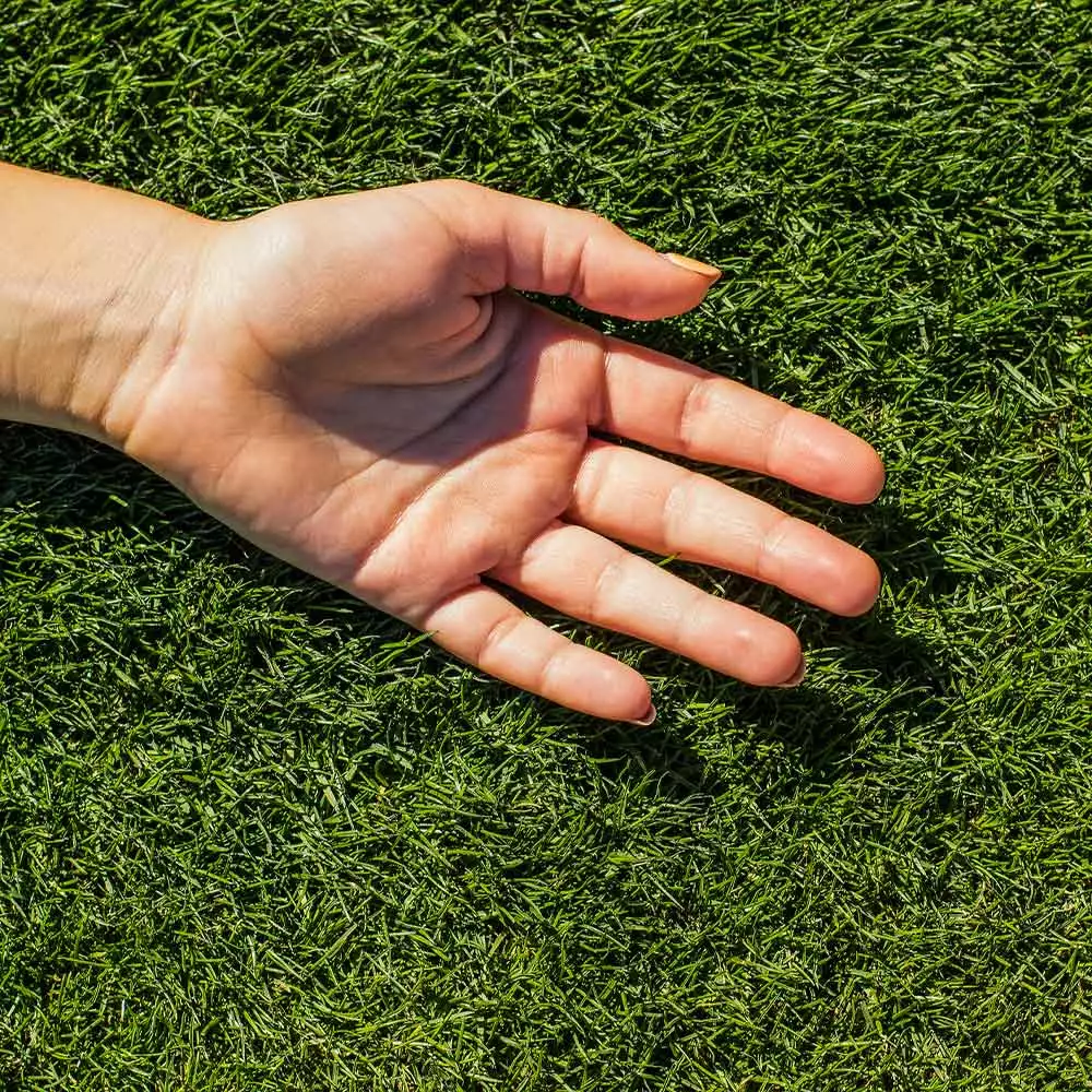 Brighter Blooms TurboTurf™ Bermudagrass Seed 3 Brighter Blooms TurboTurf™ Bermudagrass Seed