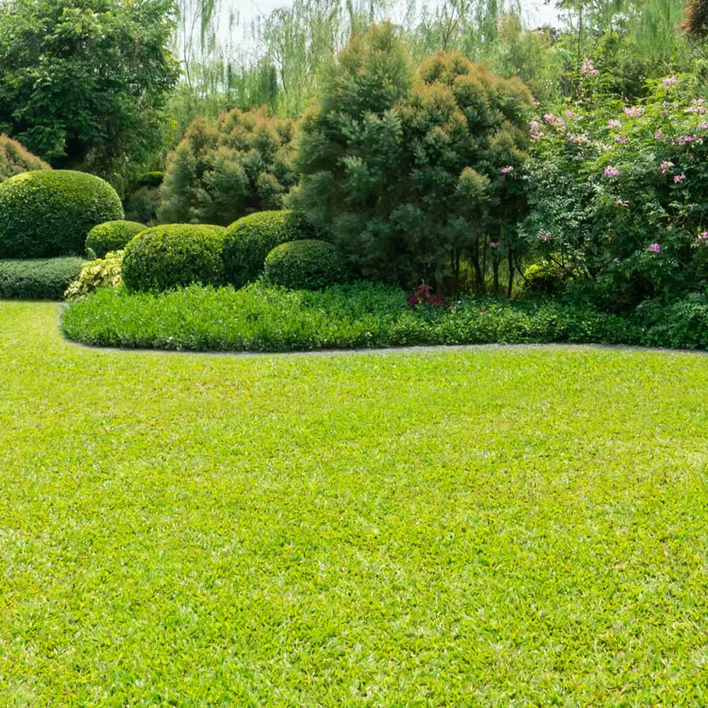 Brighter Blooms TurboTurf™ Bermudagrass Seed 4 Brighter Blooms TurboTurf™ Bermudagrass Seed