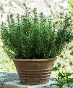 Brighter Blooms Tuscan Blue Rosemary Plant SHOP ALL