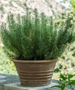 Brighter Blooms Tuscan Blue Rosemary Plant SHOP ALL
