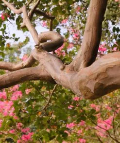 Brighter Blooms Tuscarora Crape Myrtle Tree 10 Brighter Blooms Tuscarora Crape Myrtle Tree